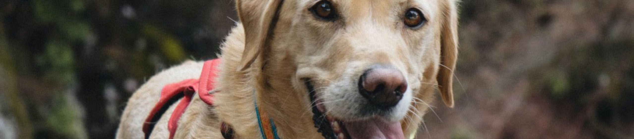 Light colored dog