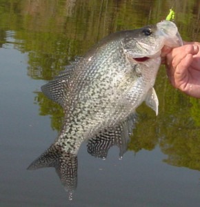Leech Lake Crappie