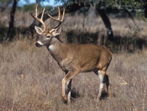 buck near Leech Lake