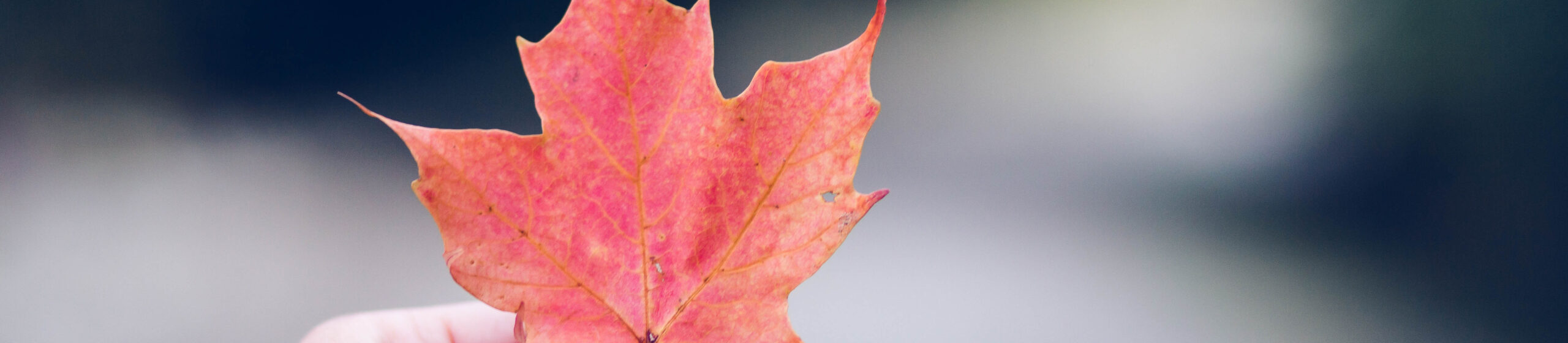 Red Leaf Fall in Northern Minnesota
