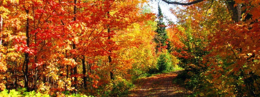beautiful fall colors