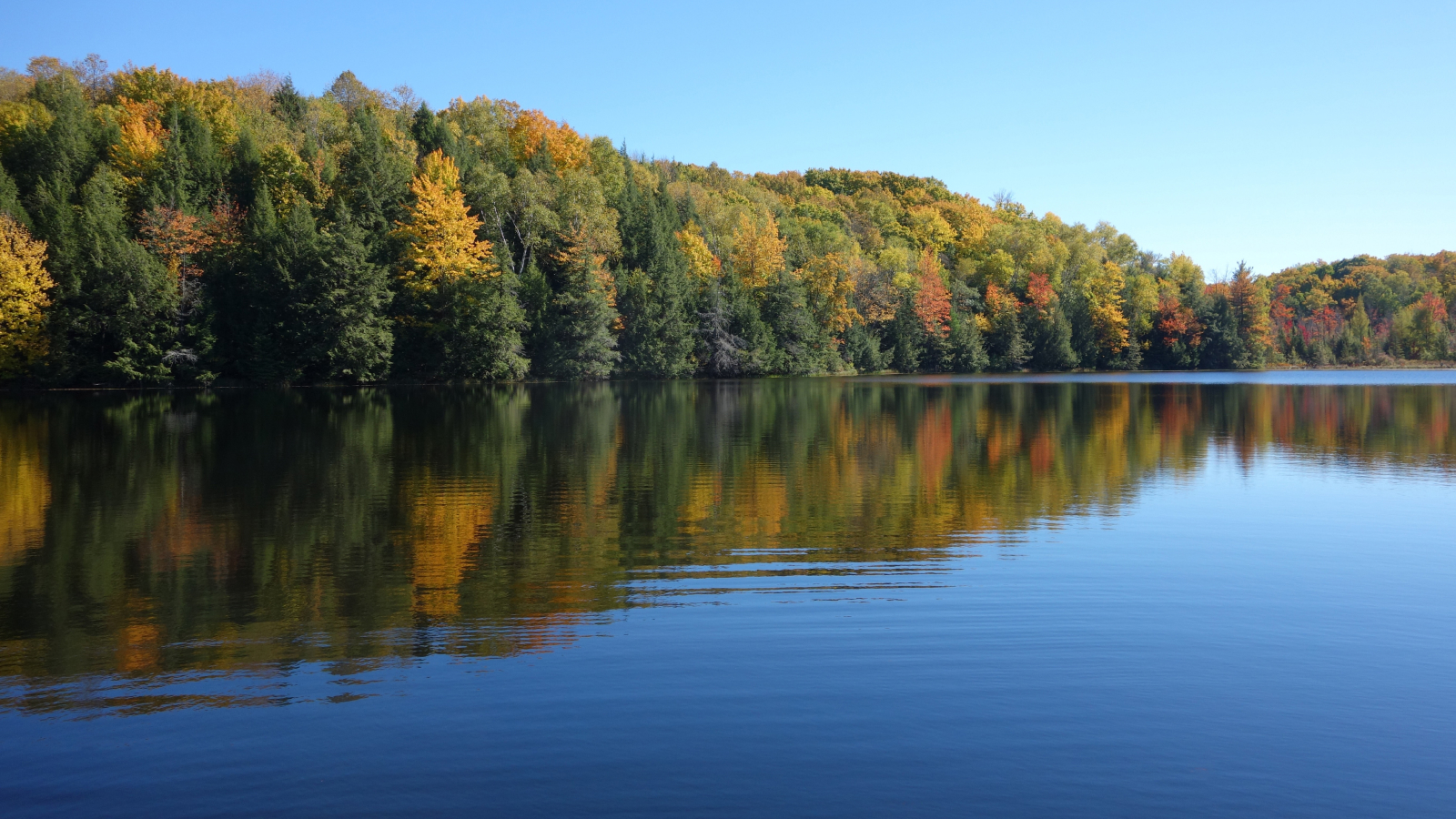 Background image of trees and a lake in the fall