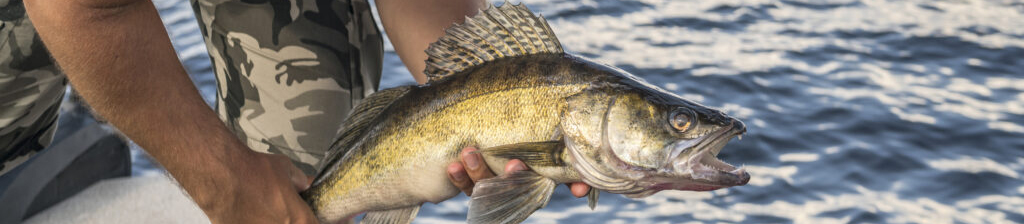 Happy fisherman with walleye zander fish trophy at the boat