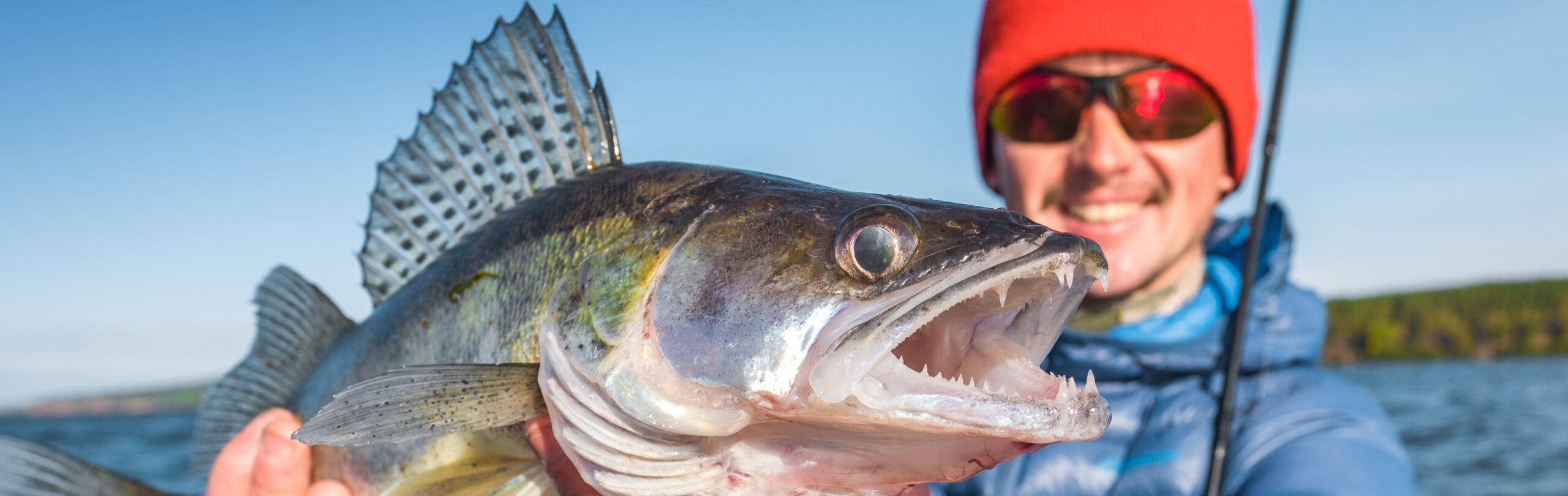 Happy angler holds angry Zander fish