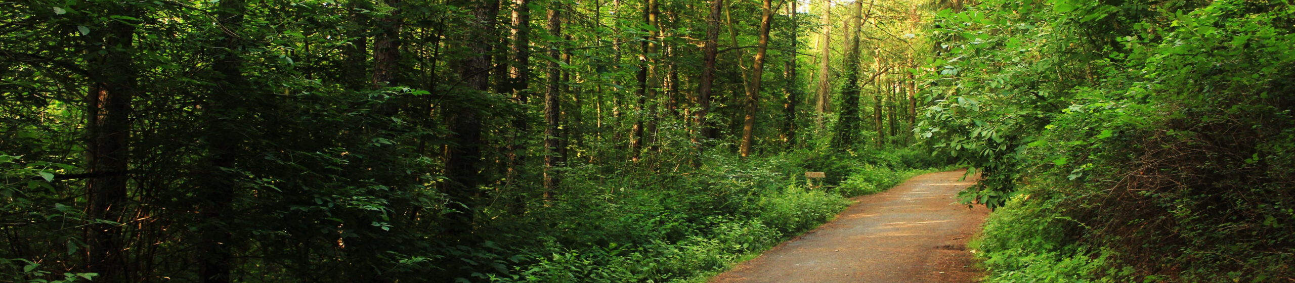 wooded dirt hiking trail