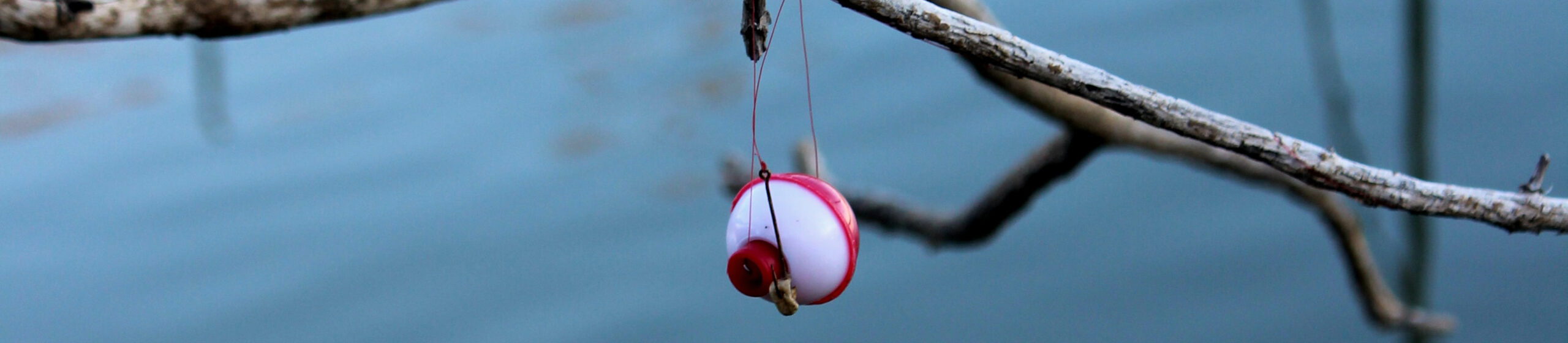 Fishing Lure Hanging on Branch