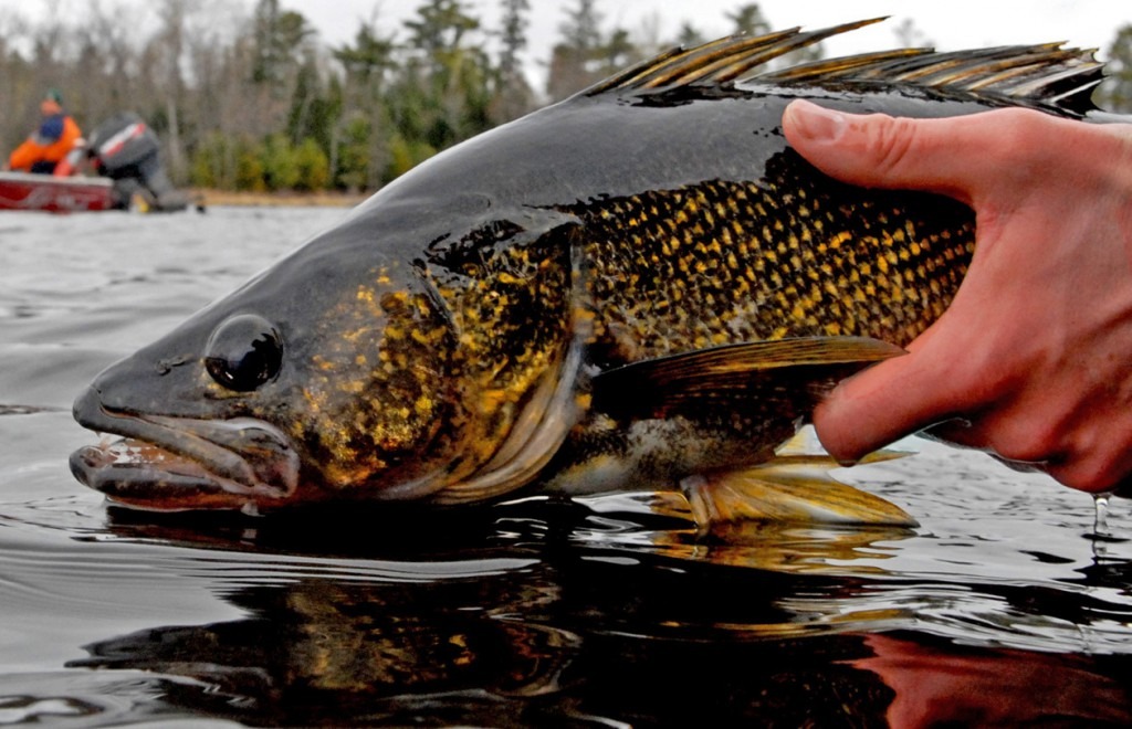 minnesota fishing resorts