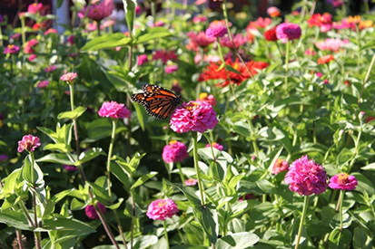 Purple flowers and butterfly