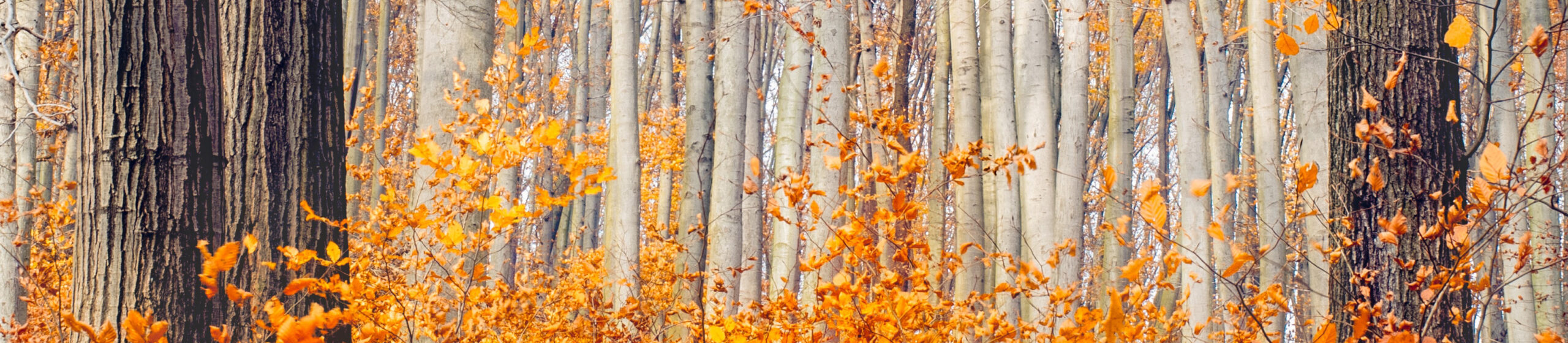 Fall in Walker Minnesota