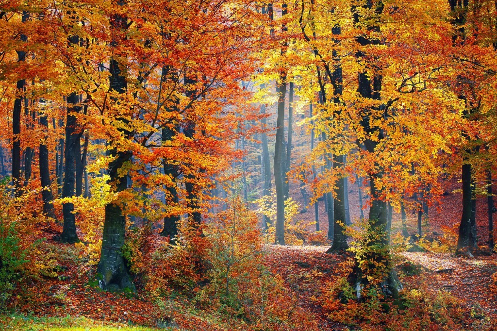 Leech Lake Fall