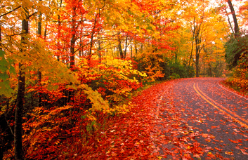 Fall colors along the road