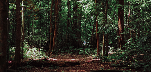 lush forest 