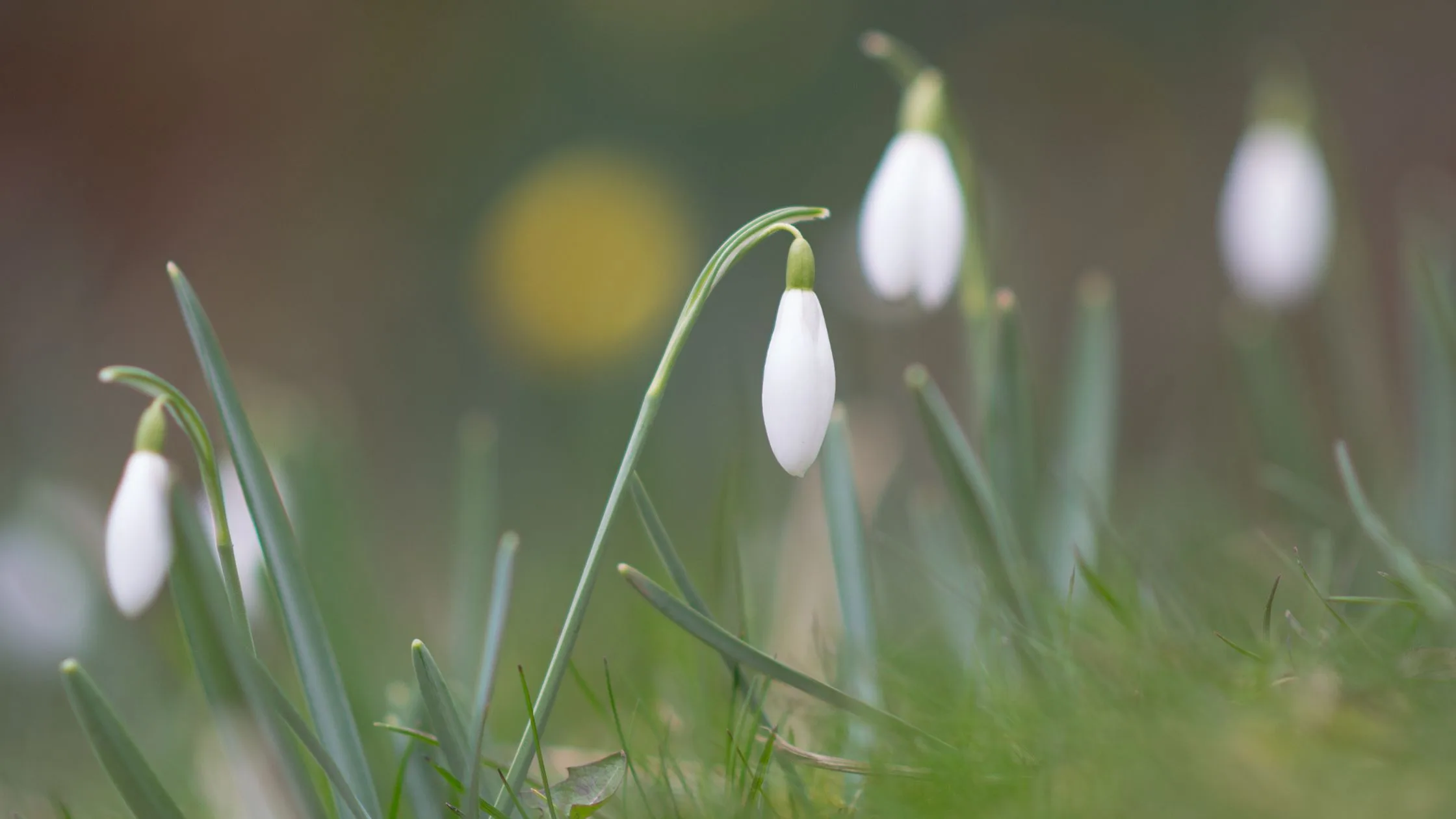 Spring flowers in the Chippewa National Forest